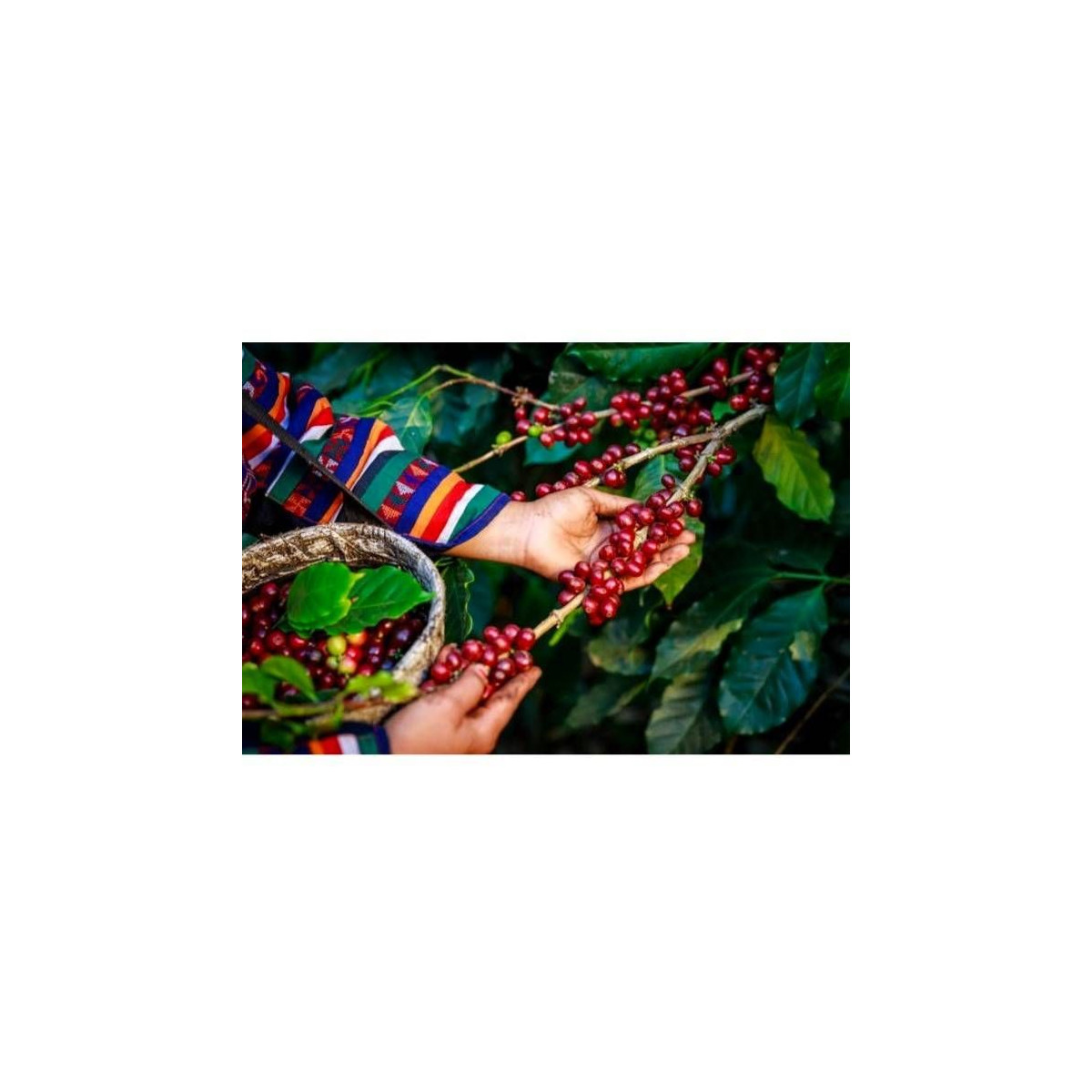 Café de Colombie Excelso moulu