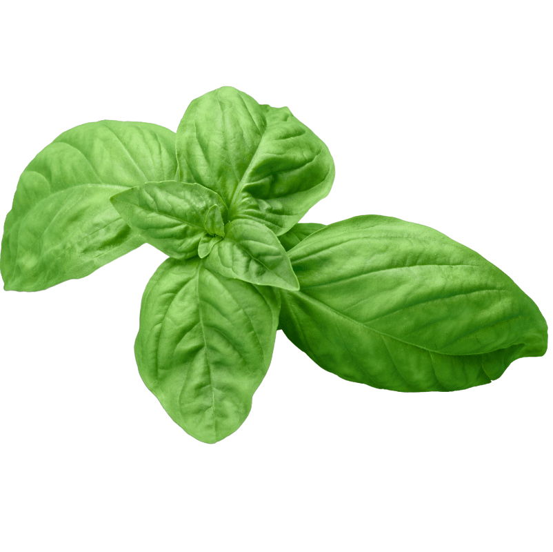 basilic